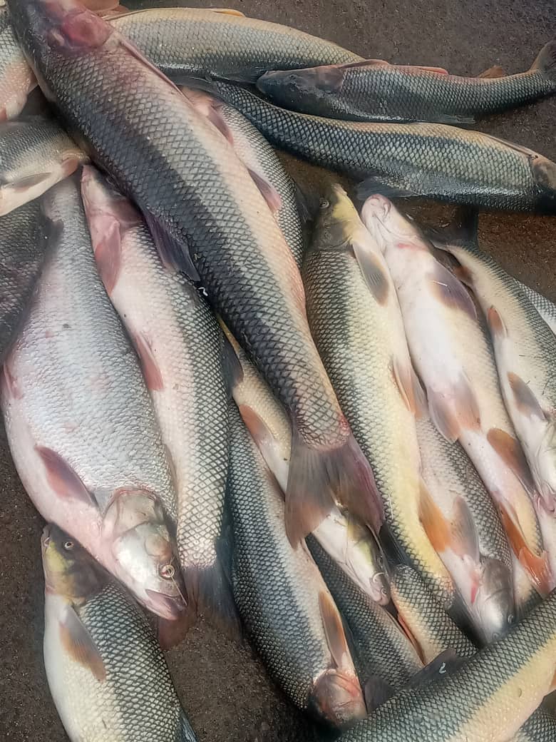 نمونه شماره1